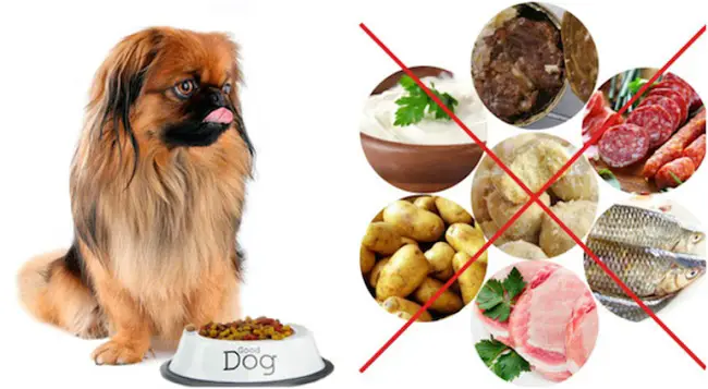 Best dog shop food for pekingese