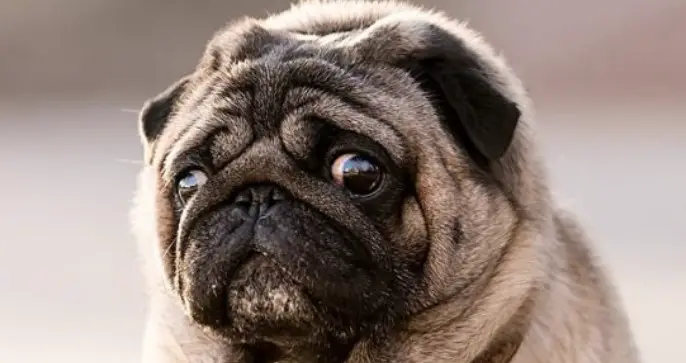 Why Do Pugs Smell So Bad? - PetTime