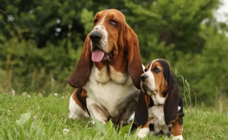 basset-hound-weight-height-behavior-appearance-pettime