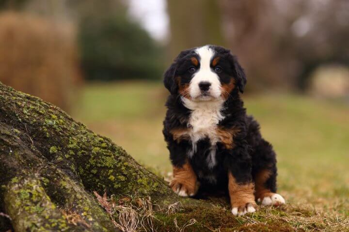Puppy Price How Much Does a Bernese Mountain Dog Cost