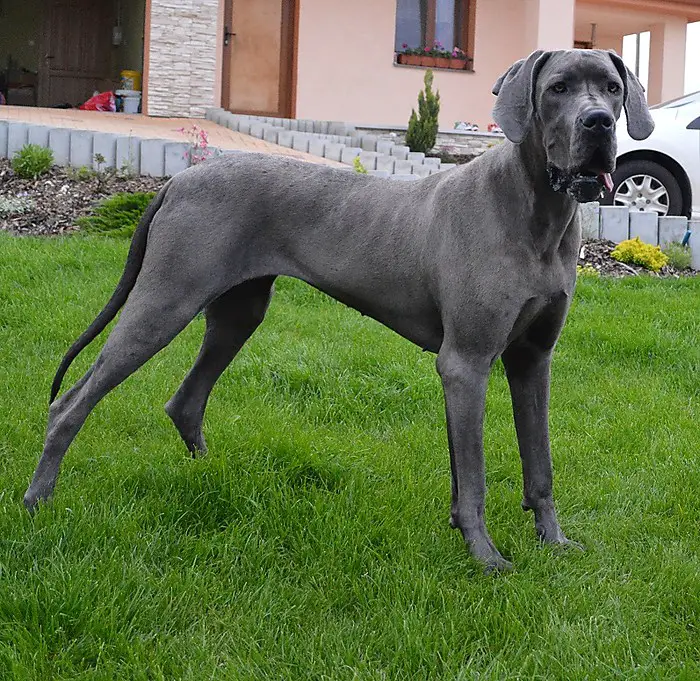 Chocolate Great Dane Dog Breed Information PetTime.