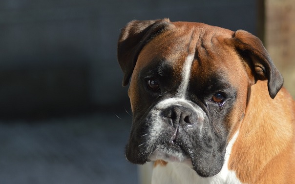 Boxer Dog Weight, Height & Coat PetTime
