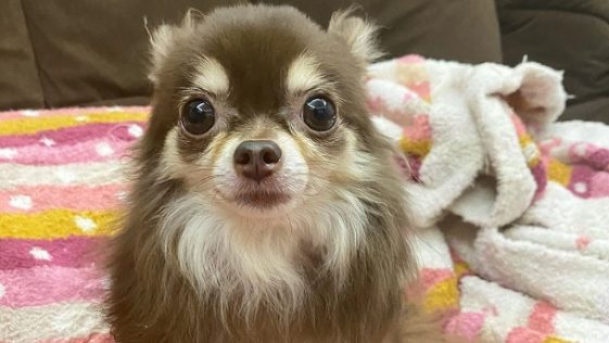 How Long Do Chihuahuas Live? PetTime