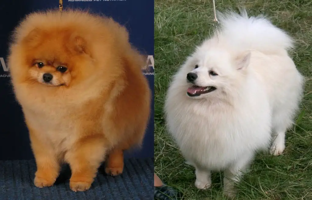 German Spitz Vs Pomeranian Pettime