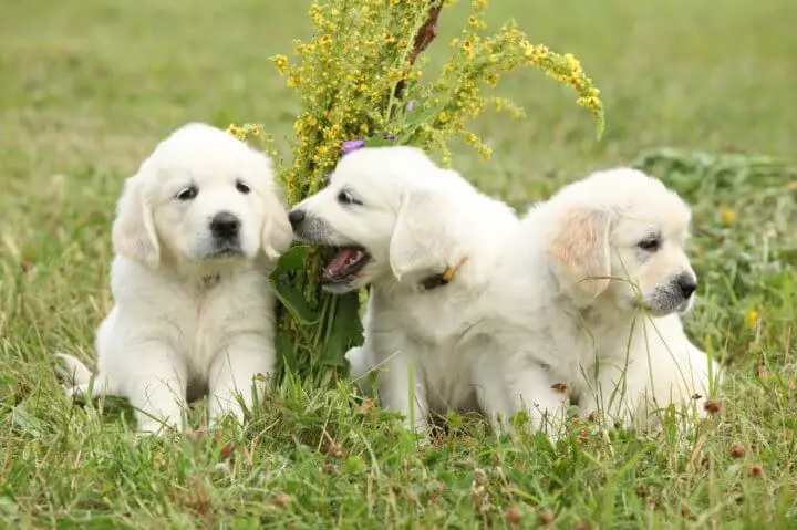 How Much Does A Golden Retriever Cost Pettime