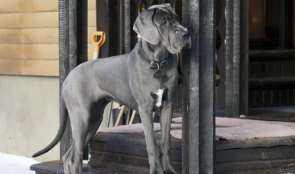 full grown grey great dane