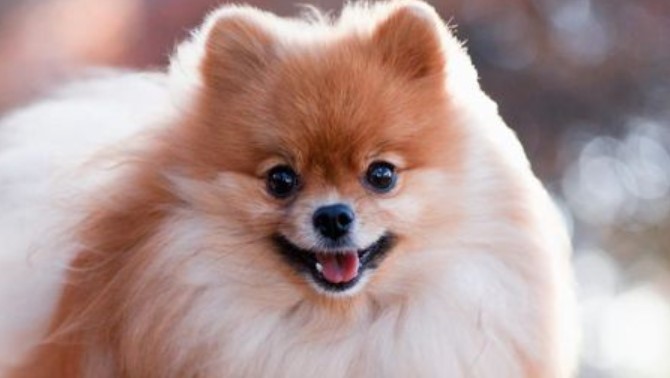 How Long Do Pomeranians Live Pettime