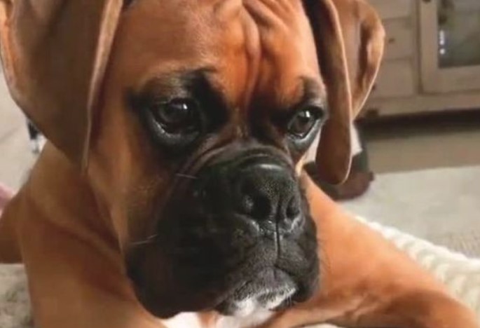 How long do boxers live on average