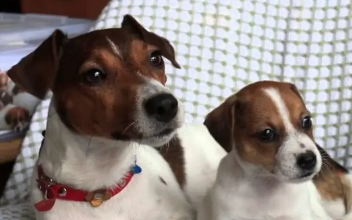 How long does a miniature jack russell live