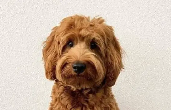 How Long Do Labradoodles Live Pettime