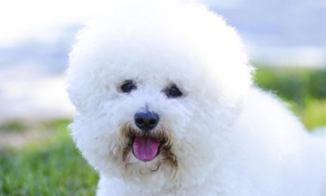 How Long Do Bichon Frises Live Pettime