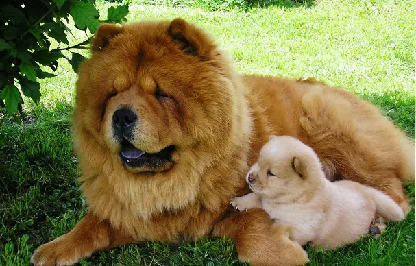 Chow Chow mother and puppy