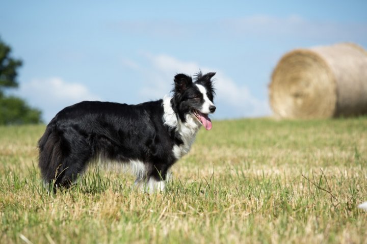 How Much Do Border Collie Puppies Cost? PetTime