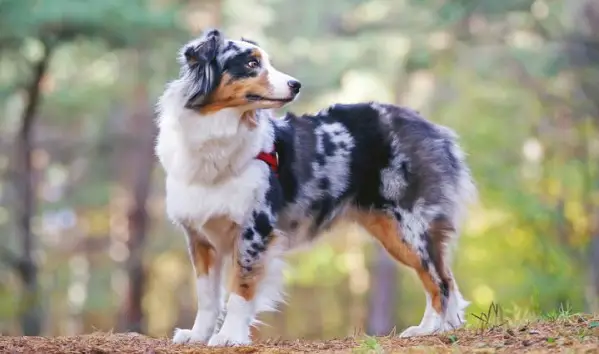 How Much Do Australian Shepherds Cost Pettime