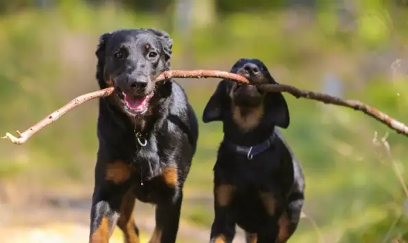 Beauceron Price: How Much Do Puppies Cost? - PetTime