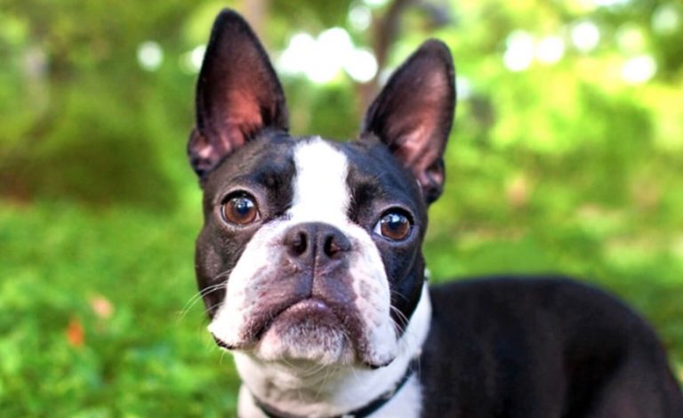 Boston Terrier Puppies