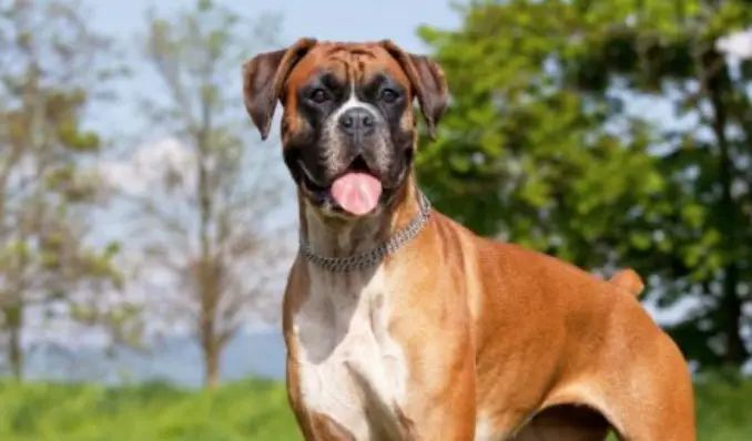 How Much Does a Boxer Puppy Cost? - PetTime