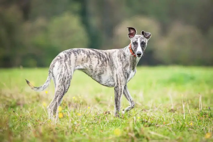 how-much-do-whippets-cost-pettime