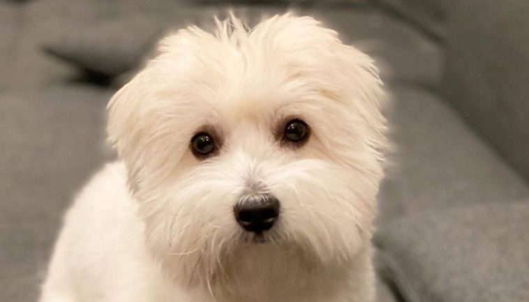 How Much Does a Coton De Tulear Cost?