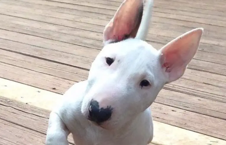 How Much Does a Miniature Bull Terrier Cost? PetTime