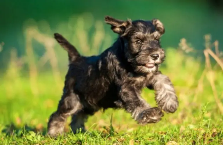 how-much-does-a-miniature-schnauzer-cost-pettime