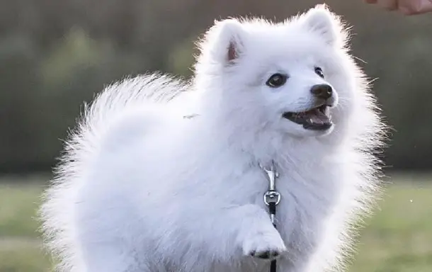 How Much Does A Japanese Spitz Cost Pettime