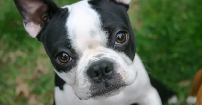 How Long Do Boston Terriers Live?