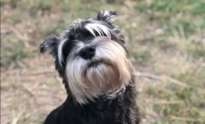 How Long Do Miniature Schnauzers Live Pettime