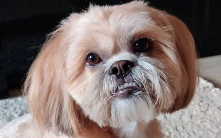 How Long Do Dogs Live Shih Tzu