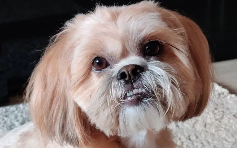 What is the average age for a shih tzu