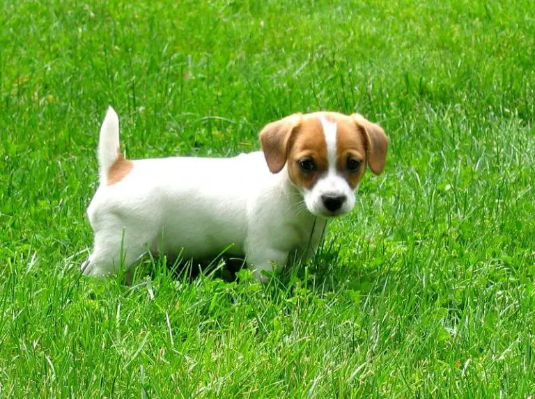 Jack Russell Terrier: Lifespan, Weight, Height