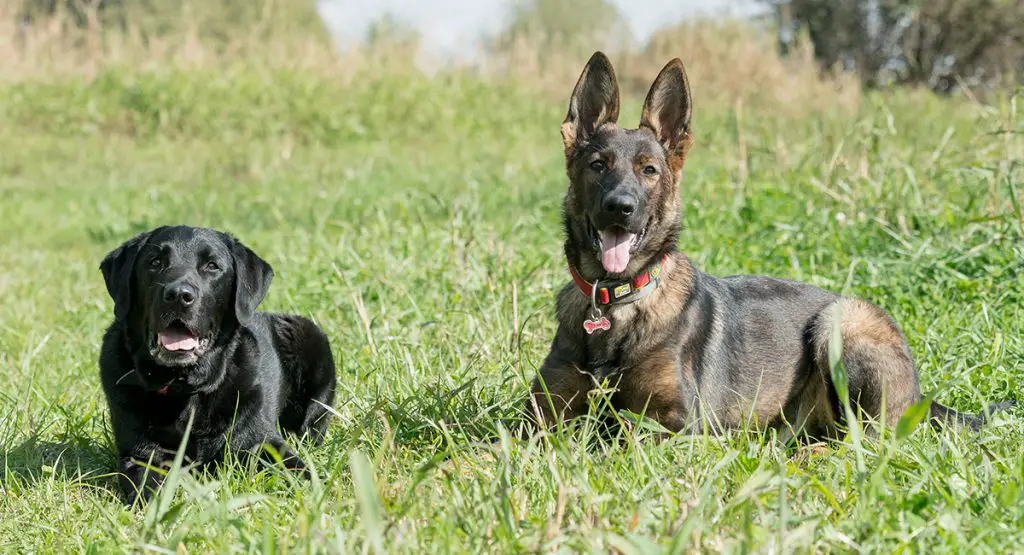 Labrador Retriever Vs German Shepherd Pettime