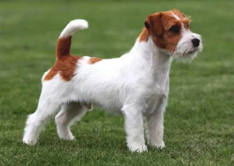 Types of Jack Russell Terriers - PetTime