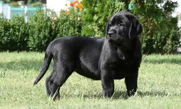 Mini Labrador Retriever Dog Breed Information Pettime