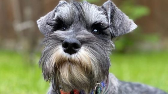 How Long Do Miniature Schnauzers Live?