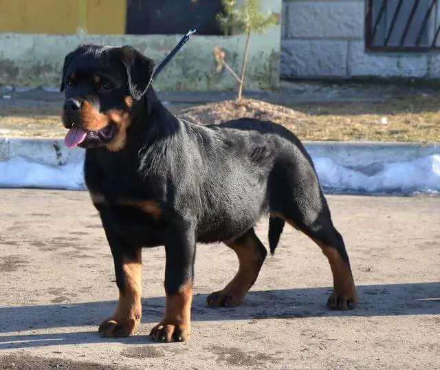 Rottweiler in miniatura: Un Rottweiler pò esse nanu? - PetTime