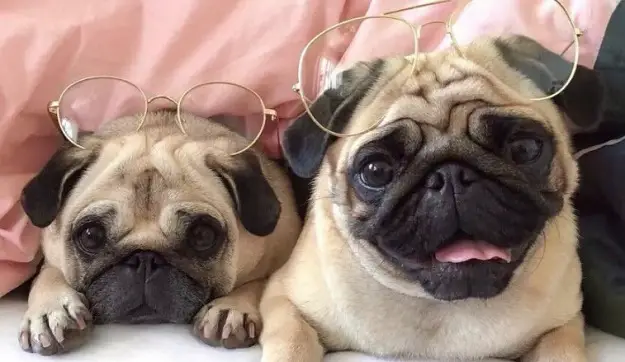 Pug Dog Breed: Mating - PetTime