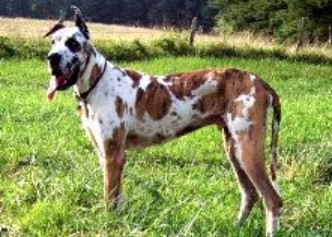 Red Great Dane Dog Breed Information - PetTime