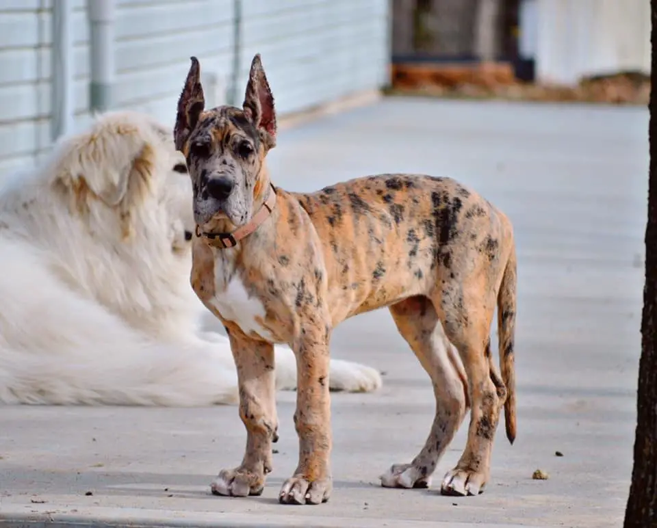 Red Great Dane Dog Breed Information - PetTime