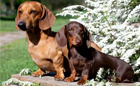 Dachshund Vs Miniature Dachshund   Standard Vs Mini Dachshund 