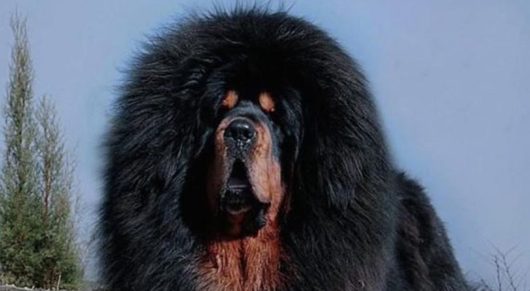 Tibetan Mastiff: Personality and Temperament