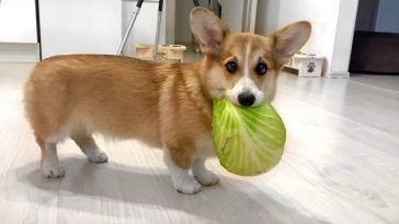 Corgi: Weight Chart & Overweight