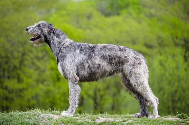 irish-wolfhound-how-much-do-they-cost-pettime