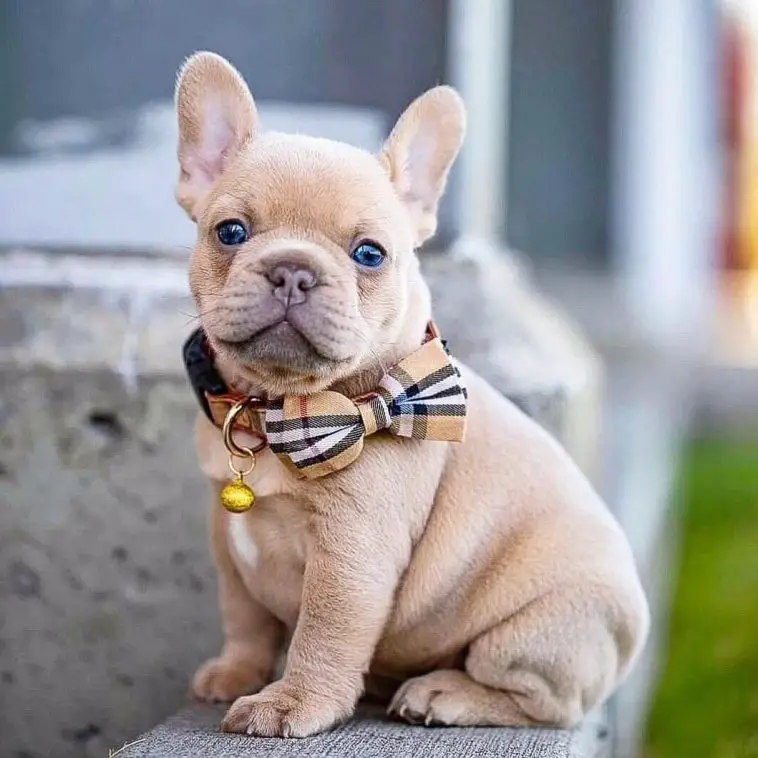 Mini French Bulldogs: Genetic Dwarfism - PetTime