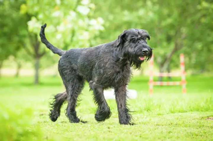 how-much-does-a-giant-schnauzer-cost-pettime