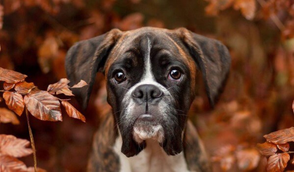 45-cute-boxer-names-pettime