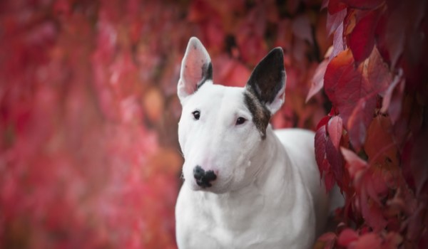 35-good-names-for-bull-terriers-pettime