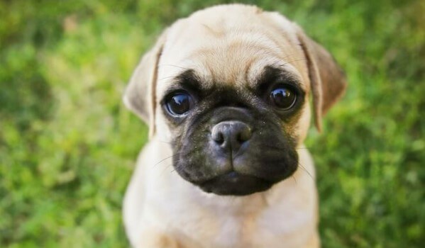 43+ Chihuahua Pug Mix Names