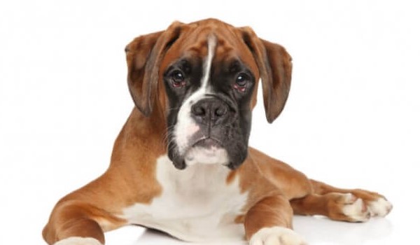 55+ Cool Boxer Dog Names - PetTime