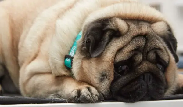 31-fat-pug-names